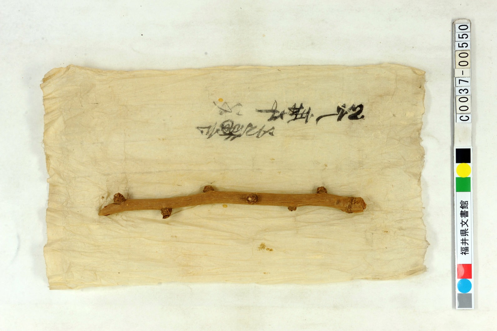 江戸麻布善福寺から持ち帰ったとみられる大イチョウの枝の写真