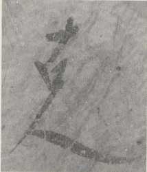 写真119 墨書土器「古人」