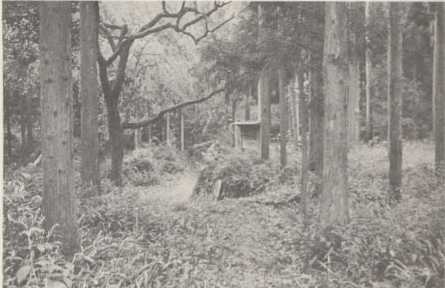 写真73 坂井郡豊原寺跡(丸岡町豊原)