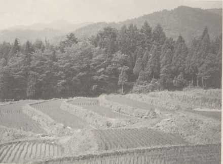 写真104 棚田(大野市金山)