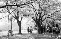 勝山市弁天桜（1961年（昭和36））