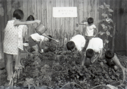 花いっぱい運動 花壇の手入れ（鯖江市屋形町こども会）1967年（昭和42）県広報写真63105　福井県文書館蔵